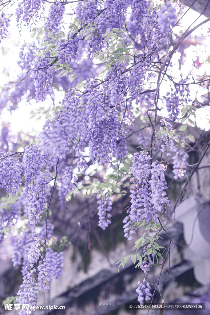 紫藤花垂落的中式景致