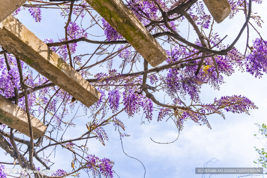紫藤花下的木质结构景观