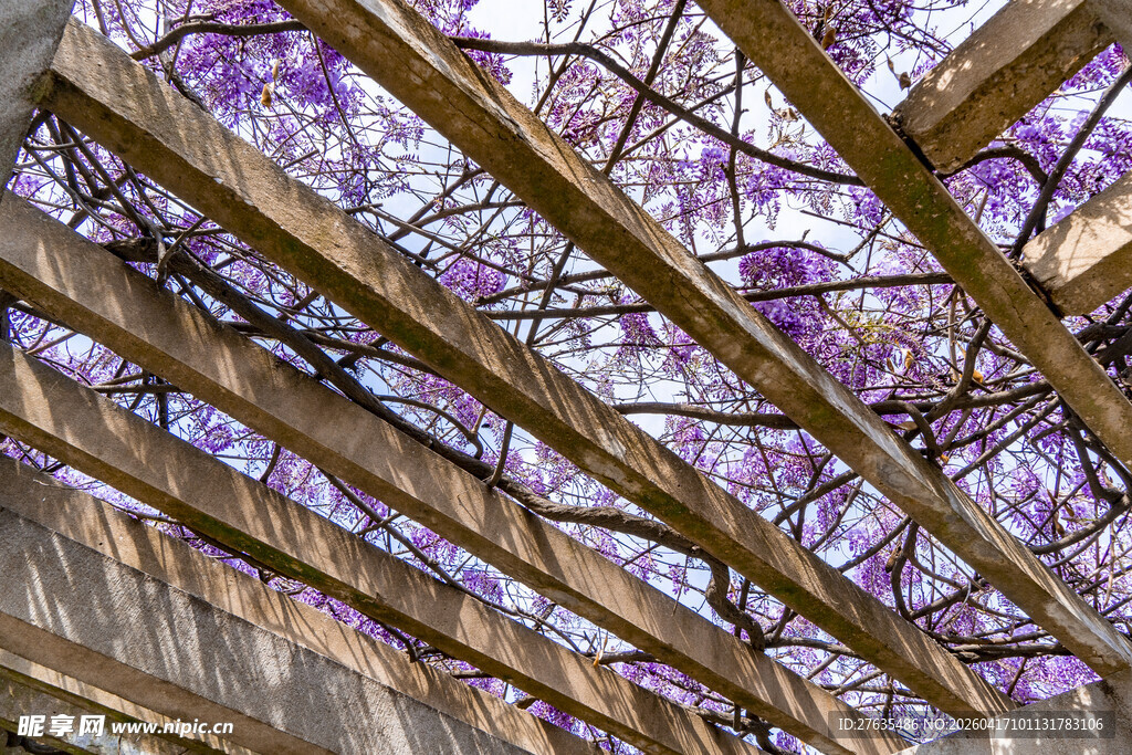 紫藤花下的木制花架