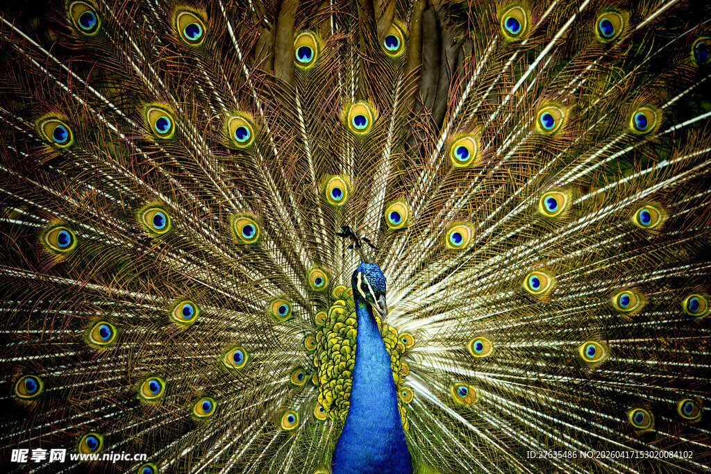 开屏的美丽孔雀