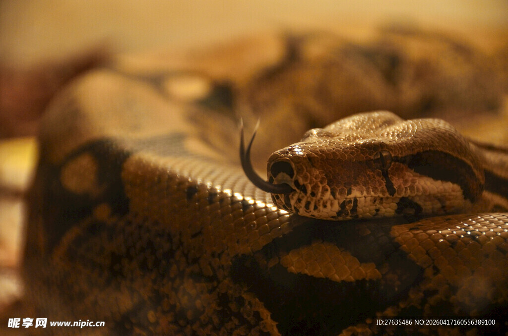 盘卧的蟒蛇