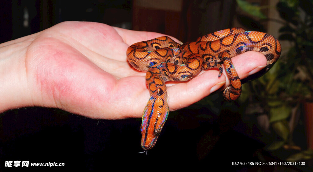 手掌上的多彩蜥蜴