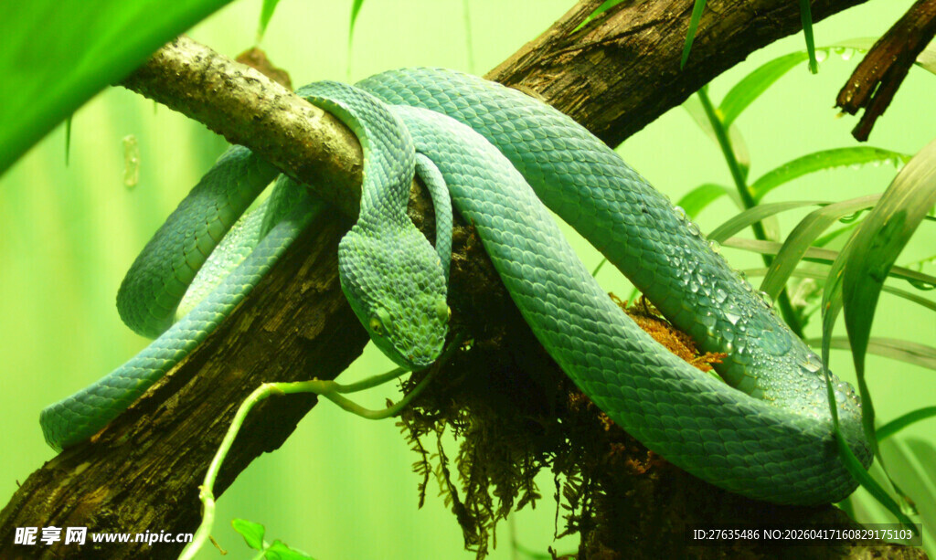 翠绿大蛇盘于树枝间