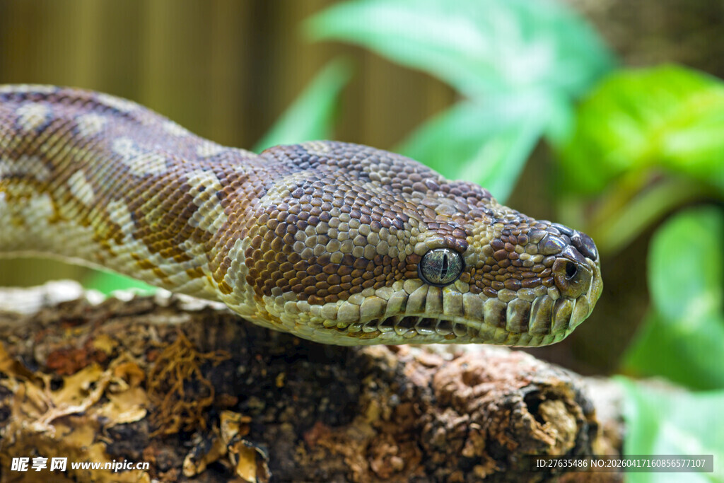 盘绕树枝的蟒蛇头部特写