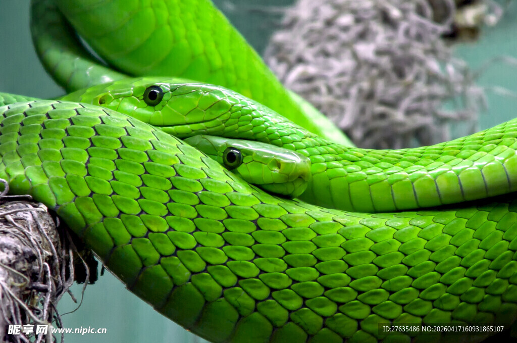 翠绿缠绕的美丽绿蛇
