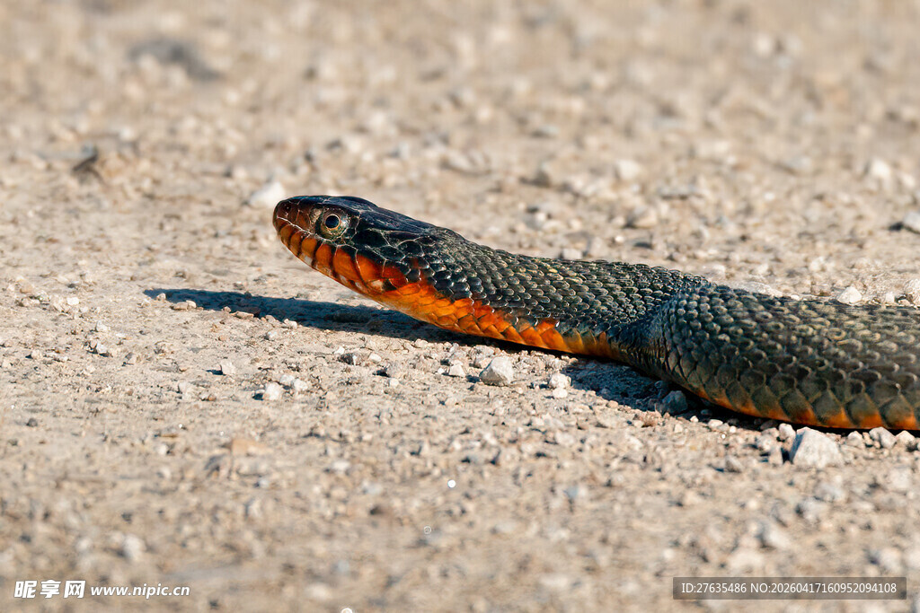 橙黑相间的蛇在沙地上