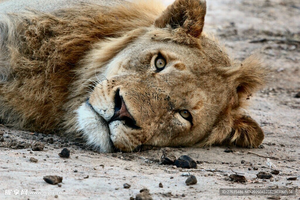 卧地休憩的雄狮