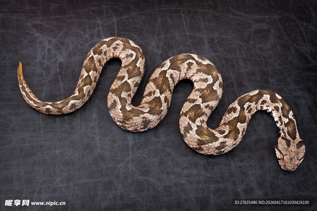 花纹斑斓的蜷曲蛇类
