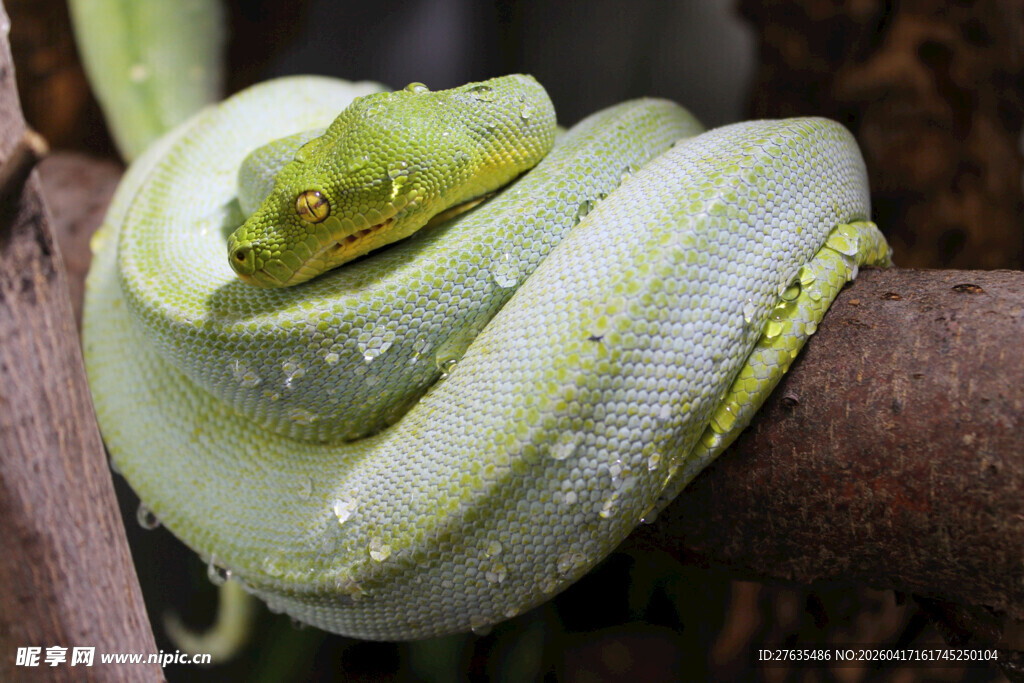 翠绿蟒蛇盘于树枝上