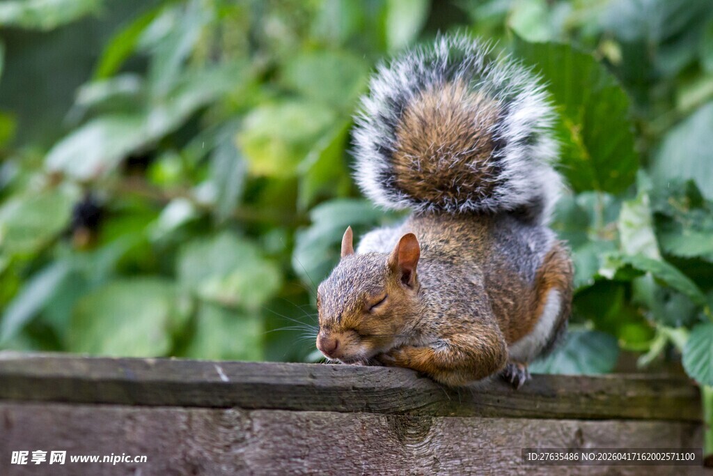 木栏上的蓬松松鼠