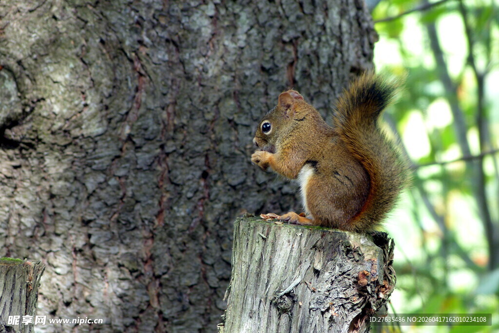 树桩上的松鼠