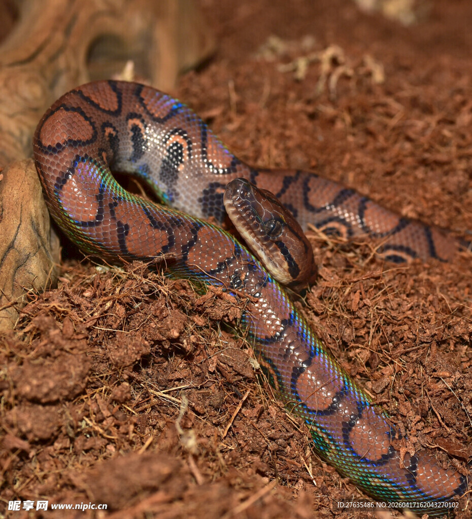 色彩斑斓的盘绕蛇类