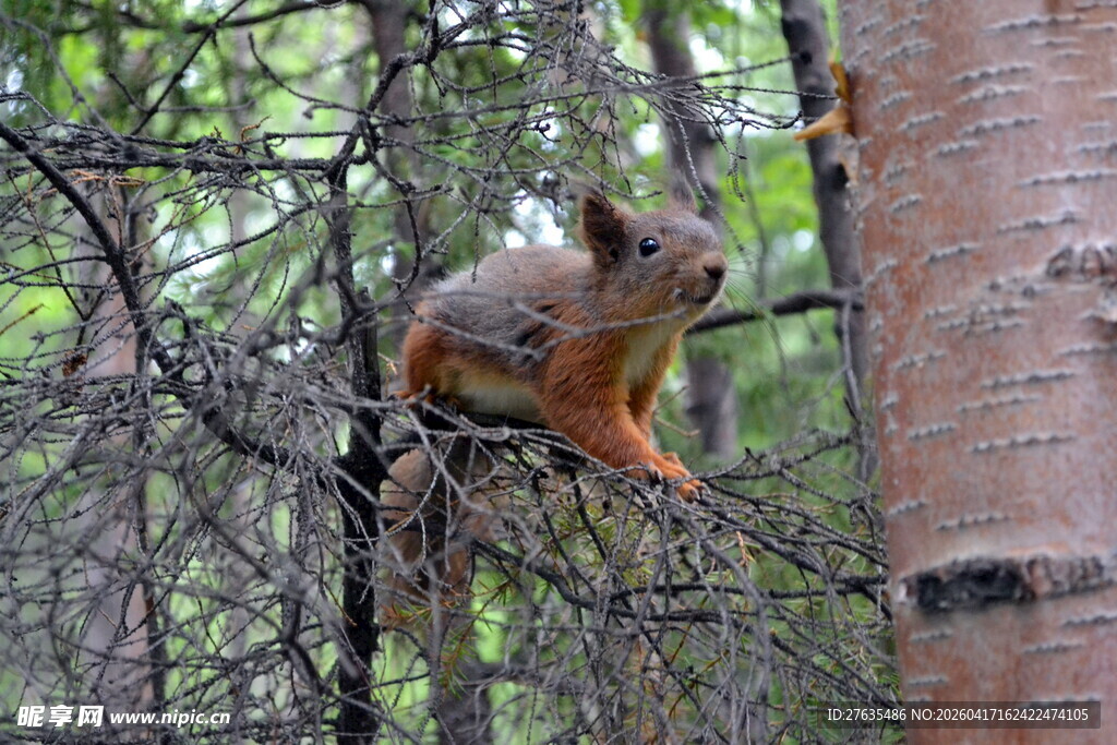 树上的松鼠