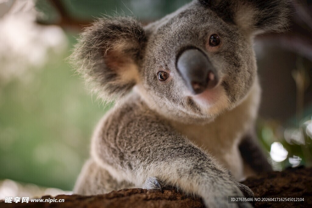 可爱考拉栖息于树枝上