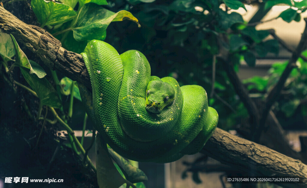 树上的翠绿香蕉