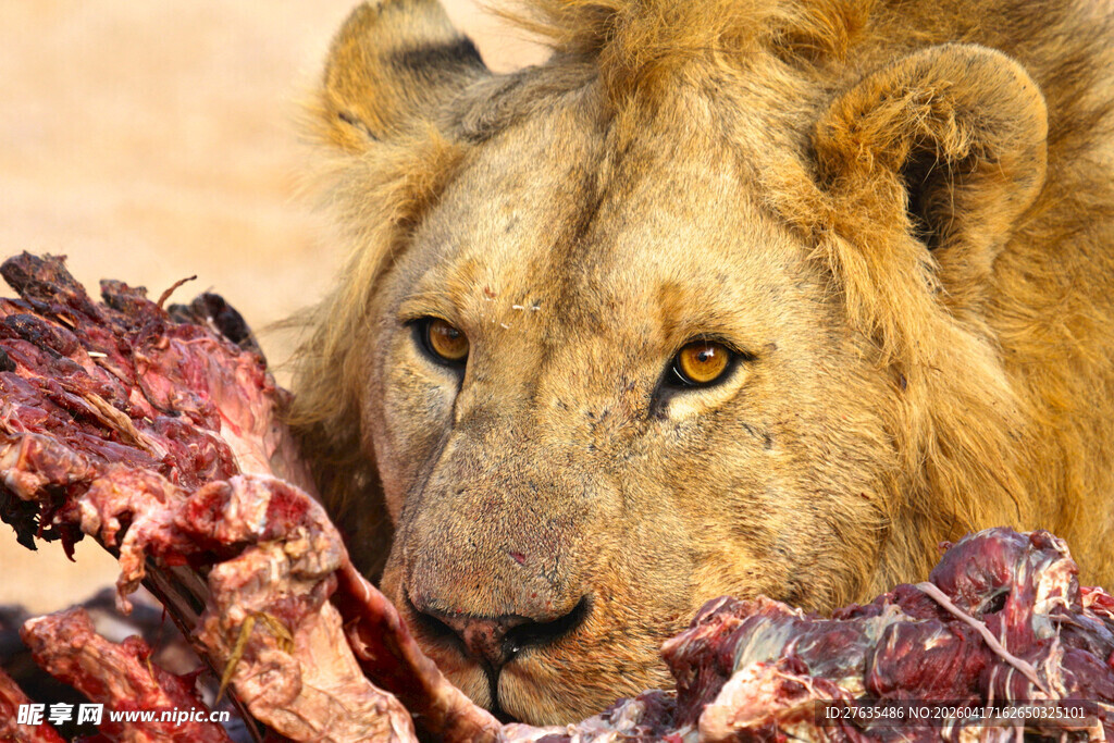 狮子进食生肉场景