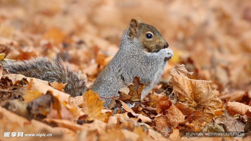 落叶中的松鼠