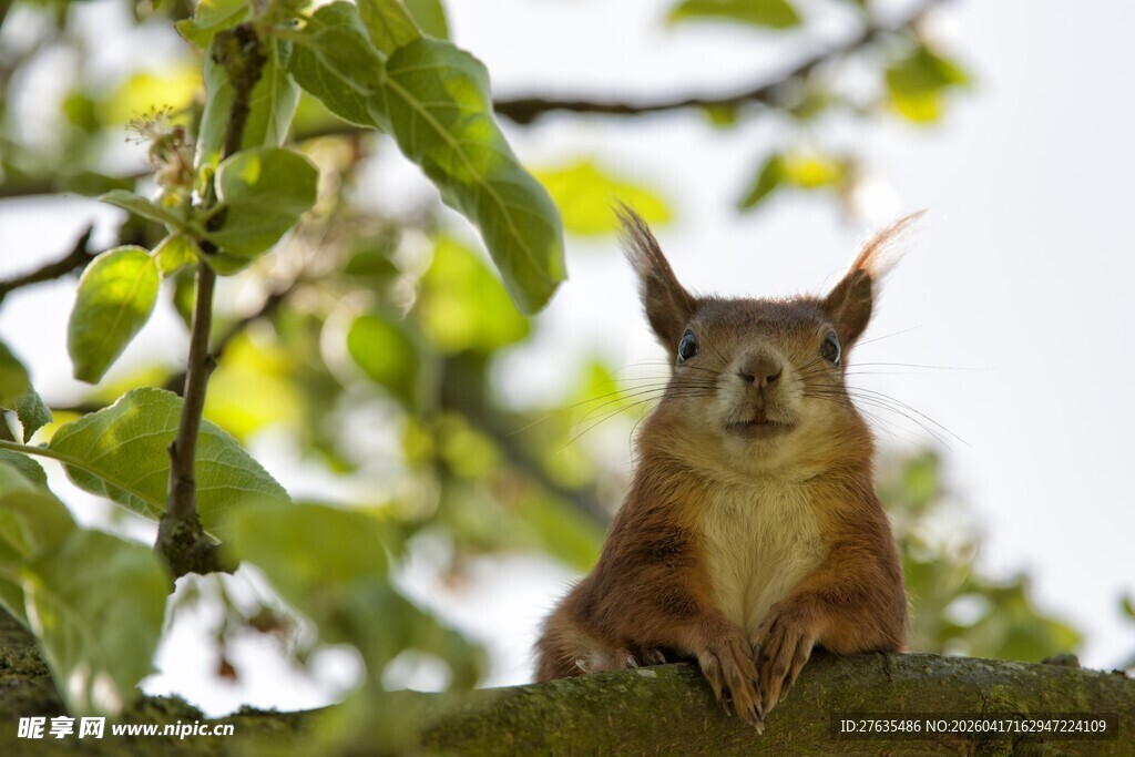 树枝上的可爱松鼠