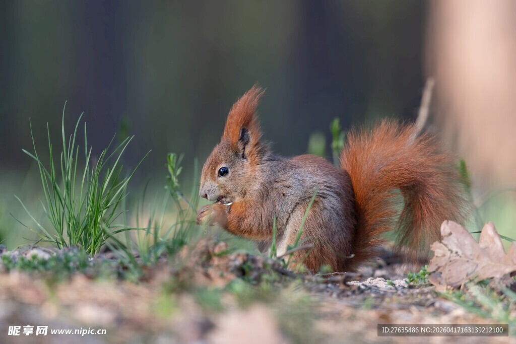 林间红松鼠