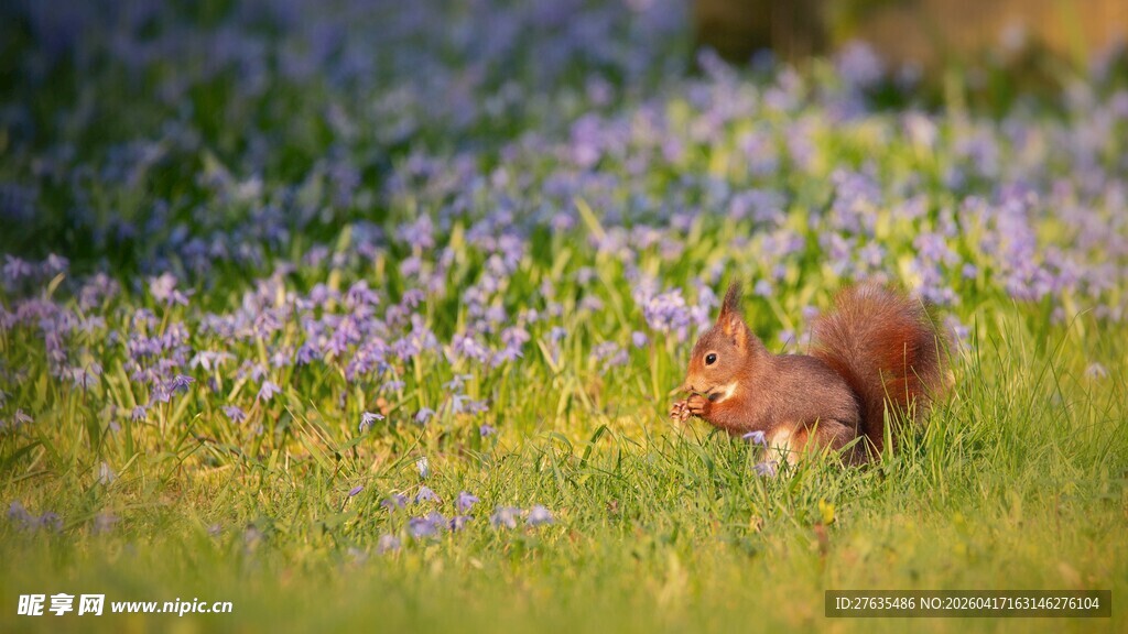 花丛中觅食的可爱松鼠