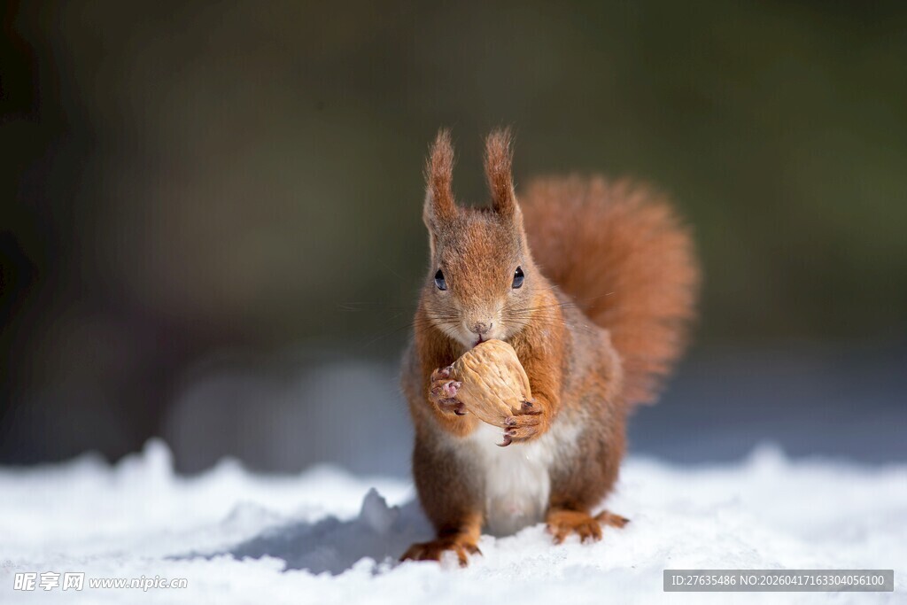 雪地中的红松鼠进食瞬间