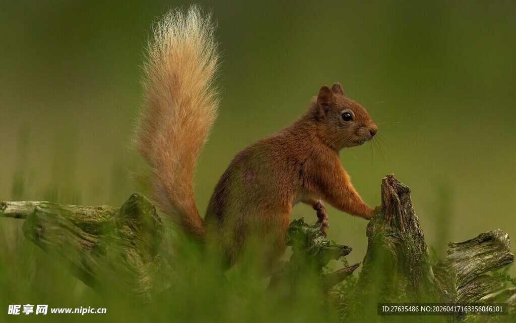 草地上的松鼠
