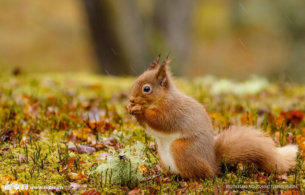 林间松鼠进食图