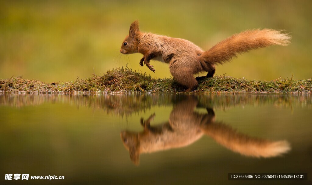 溪边松鼠的灵动瞬间