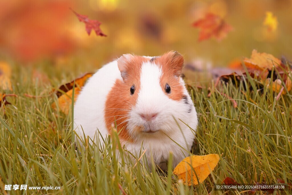 草地上的可爱小豚鼠