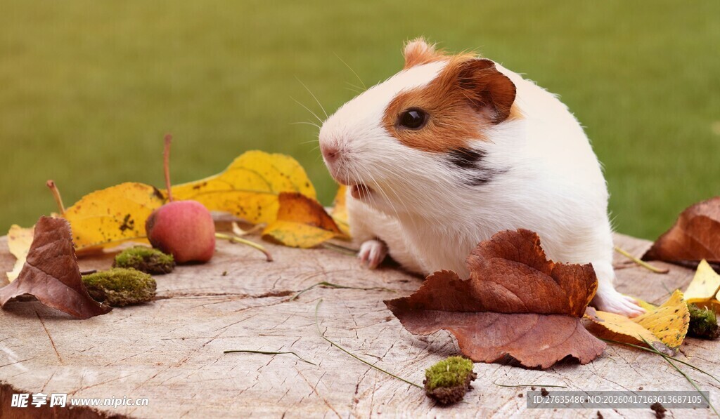 仓鼠置身秋叶间