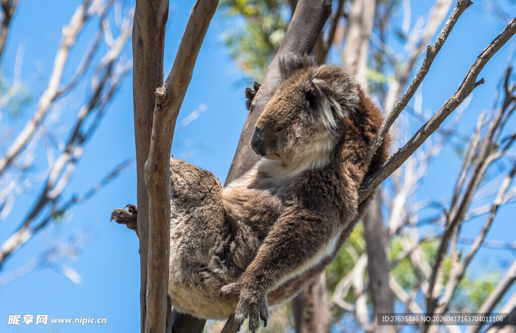 树上的考拉母子