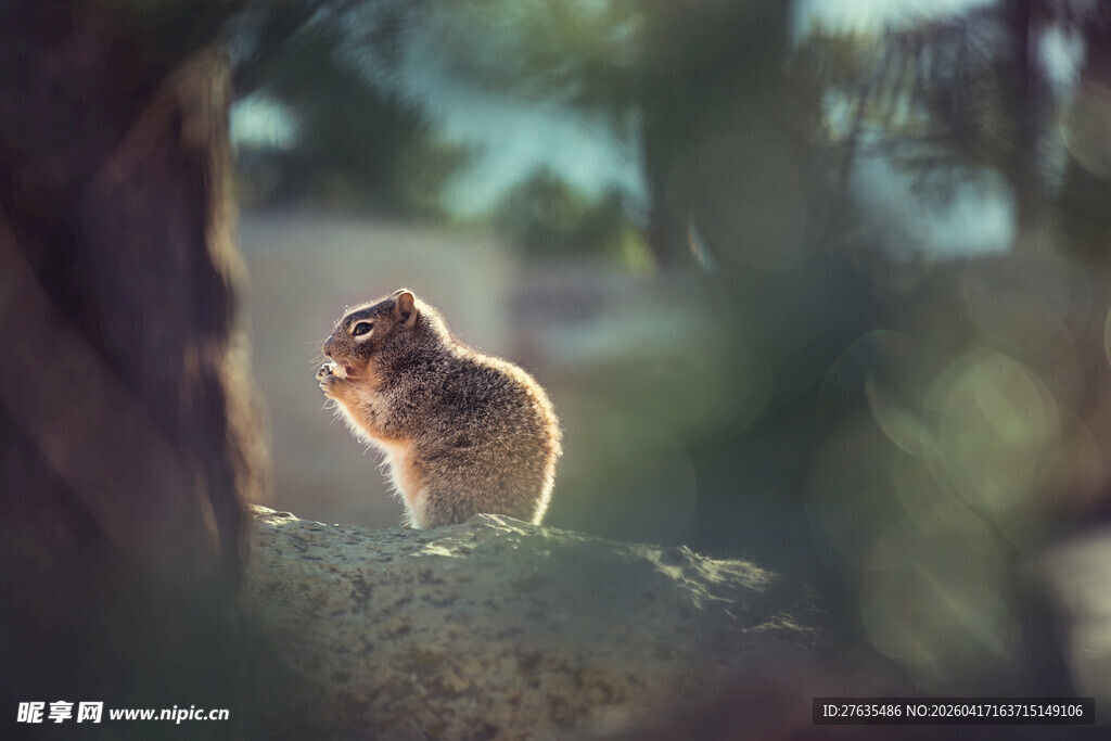 林间可爱小松鼠