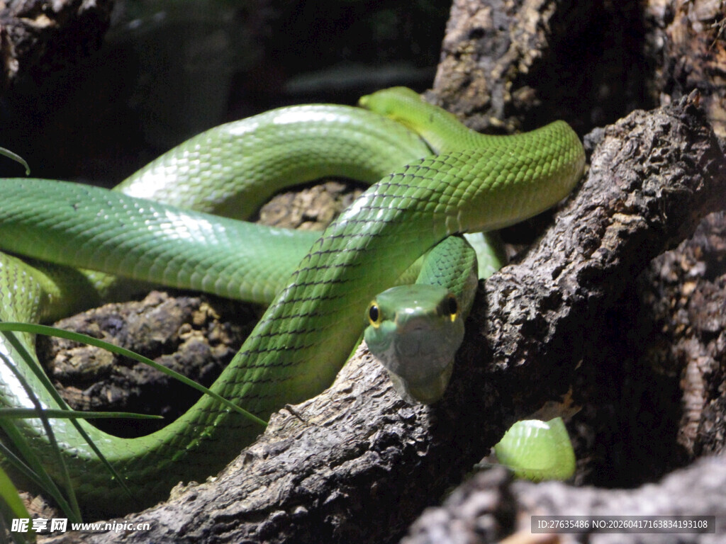 翠绿缠绕的蜿蜒小青蛇