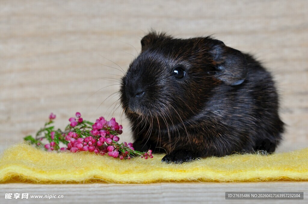可爱黑豚鼠伴粉色小花
