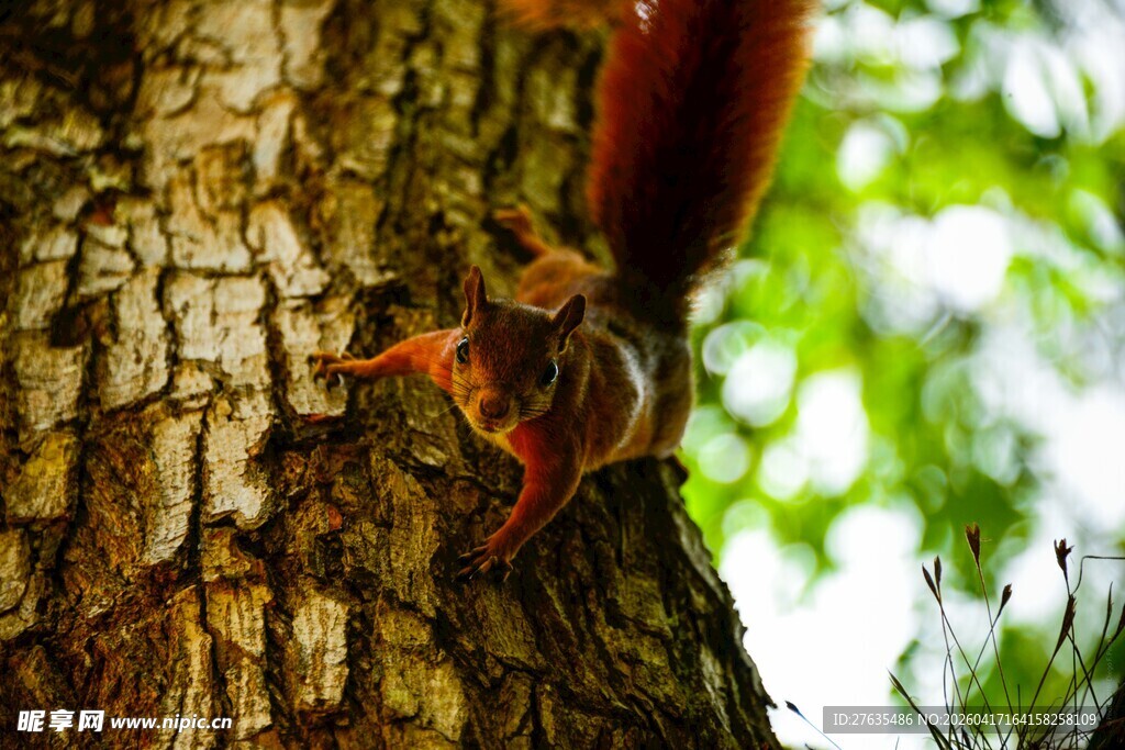 树上的红松鼠