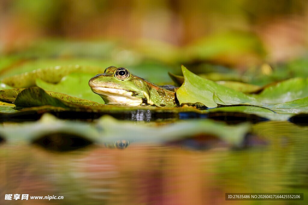 荷叶上的青蛙