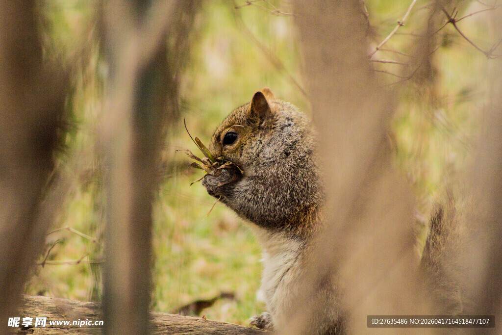 林间松鼠