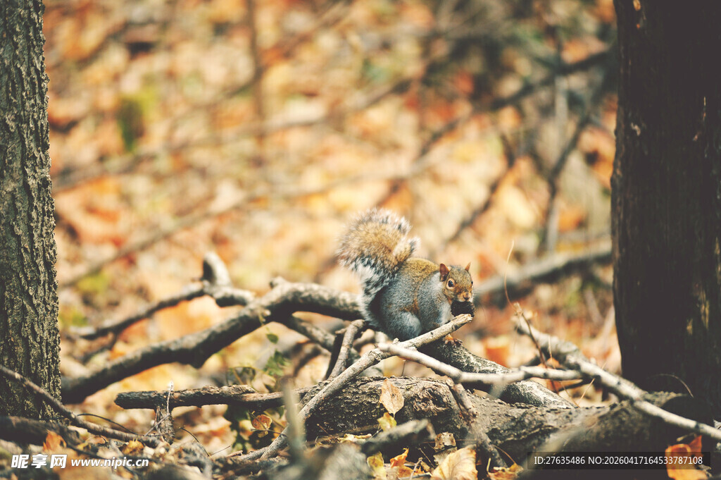 秋日丛林中的松鼠