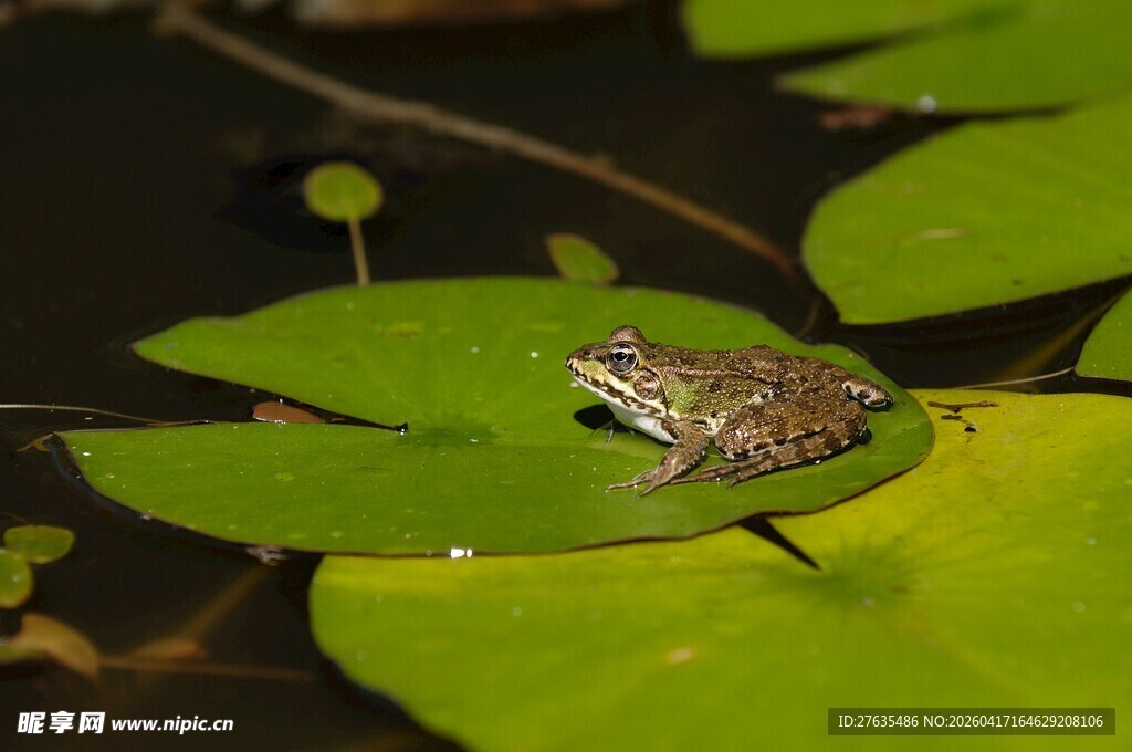 荷叶上的青蛙