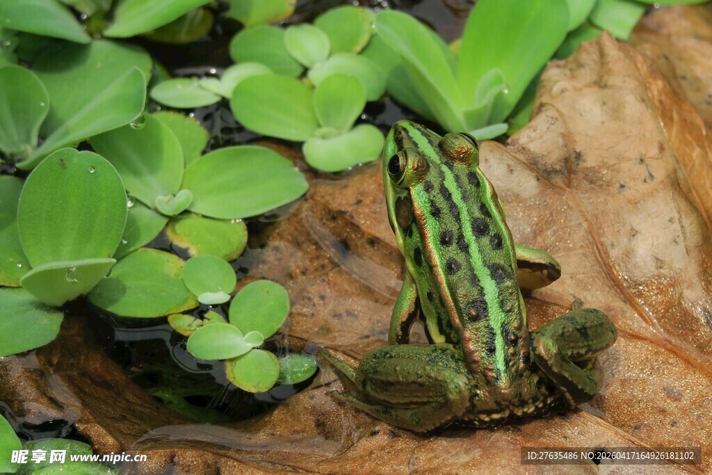 绿叶间的条纹青蛙