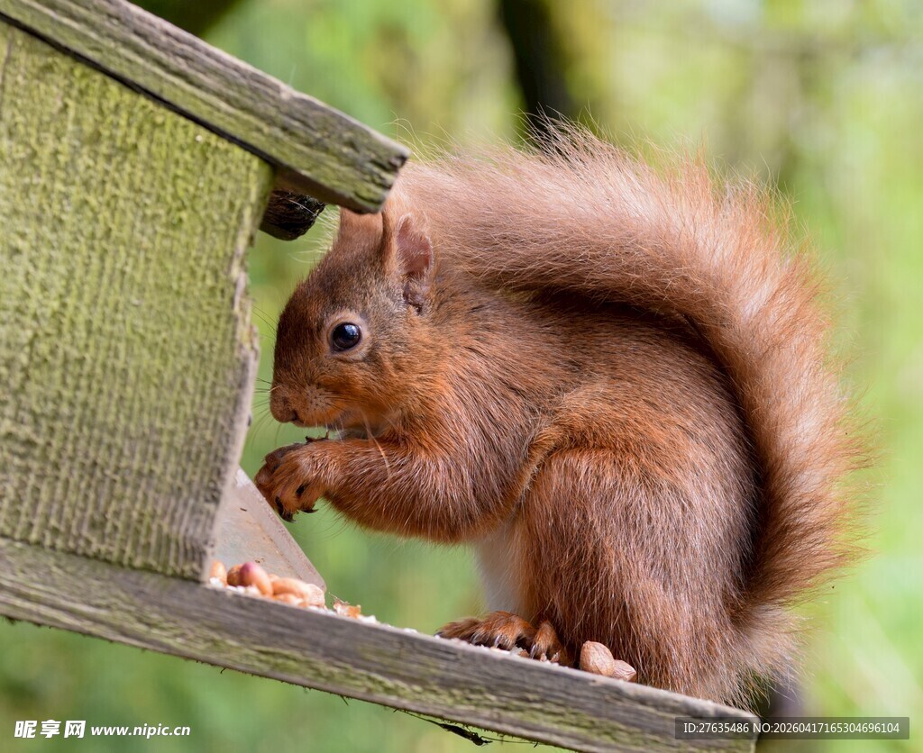 松鼠在木架上进食