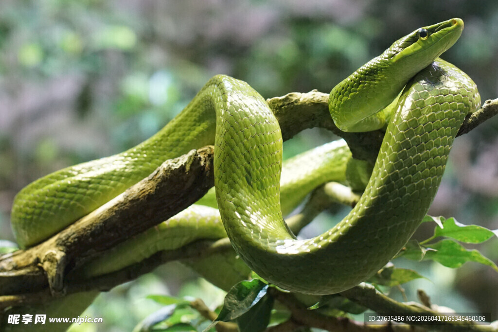 翠绿树枝上的蜿蜒青蛇