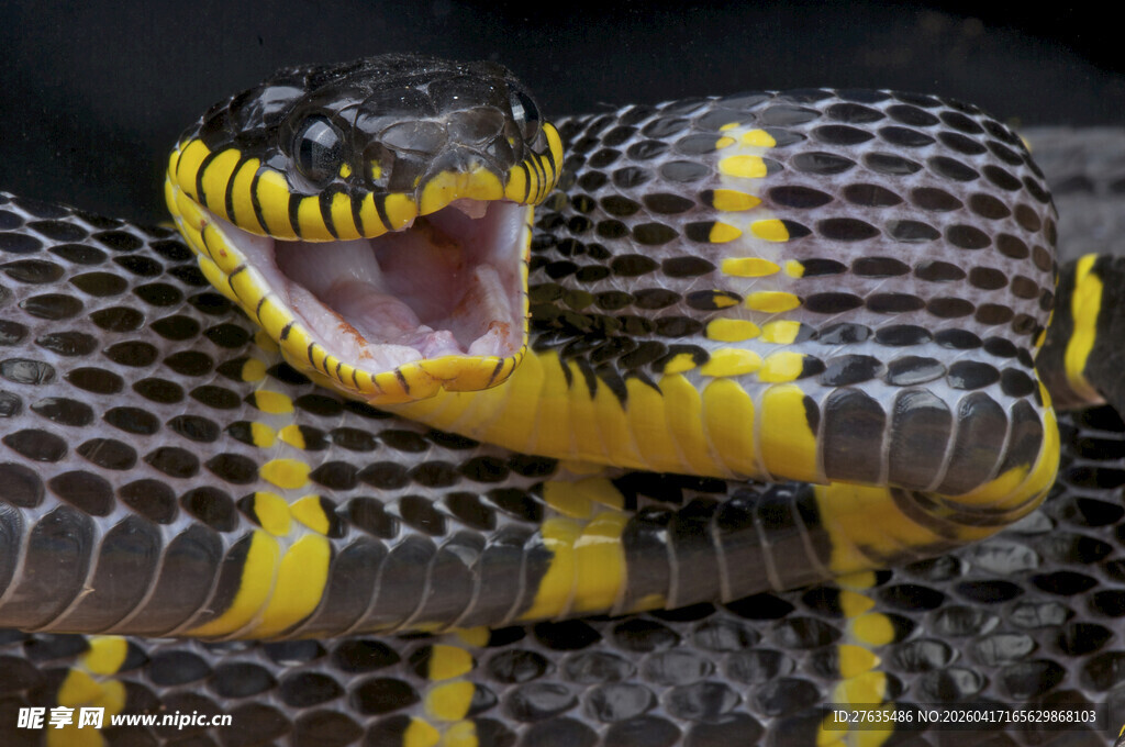 张着大口的黑黄相间蟒蛇