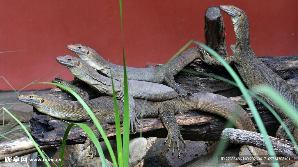 石堆旁的青蛙与绿植