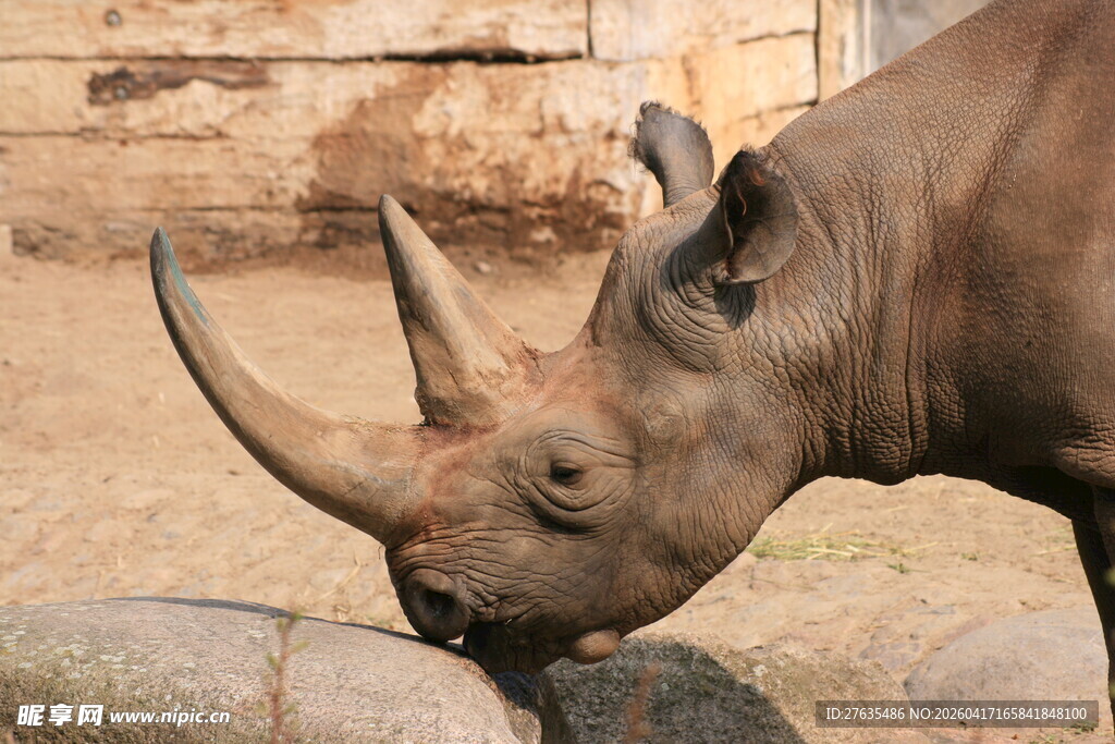 低头的黑犀牛