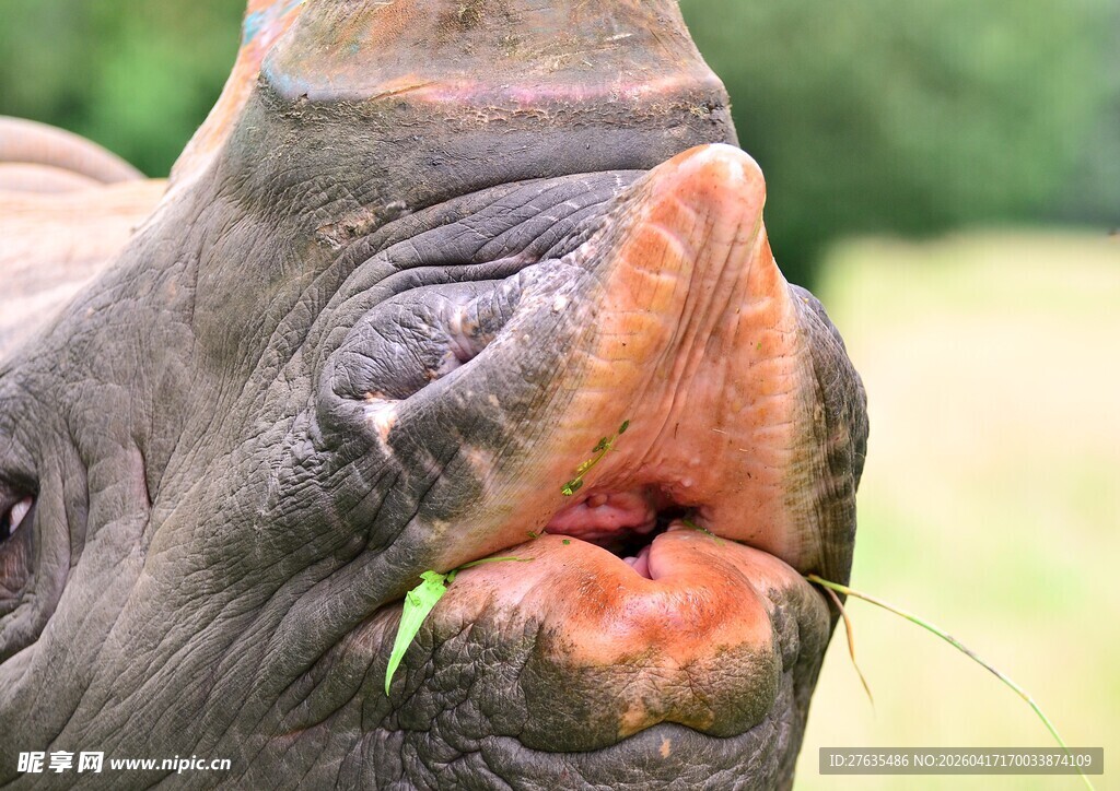张嘴进食的犀牛
