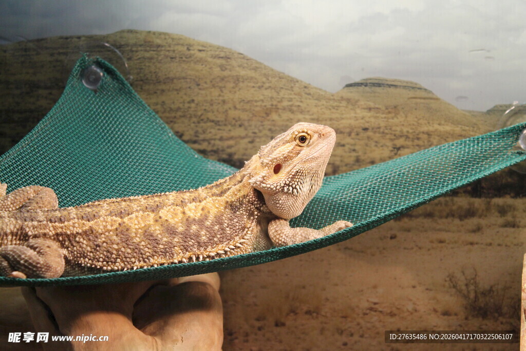 手托蜥蜴躺于绿吊床