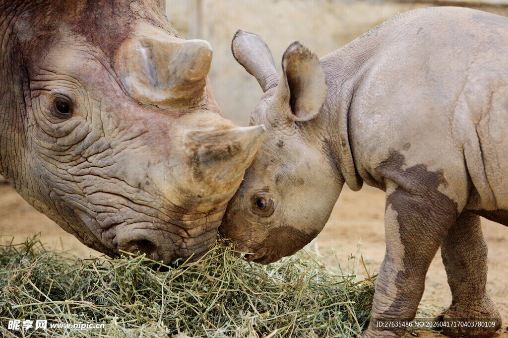 犀牛母子亲昵互动