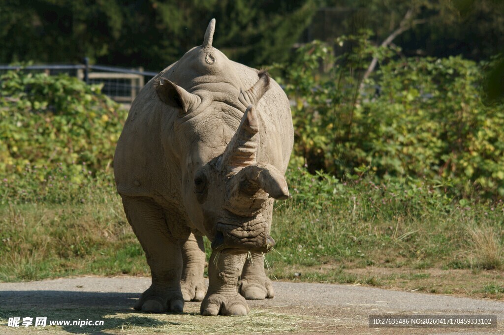 野外站立的独角犀牛
