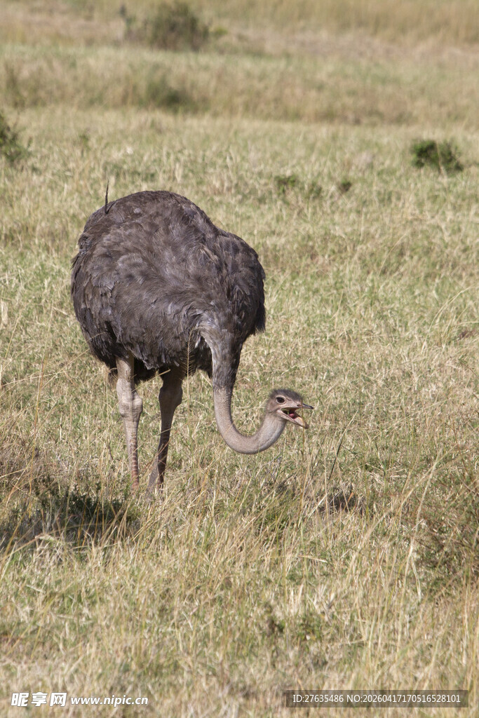 草原上低头觅食的鸵鸟